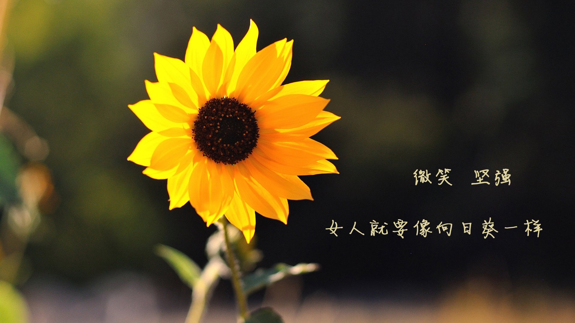 特色迷你足球嘉年华，享受童趣运动时光，迷你足球手游