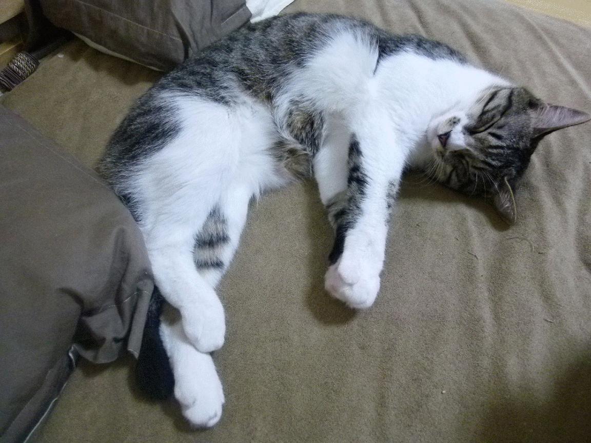 土耳其队奋勇拼搏，欧国联对手难以抗衡，土耳其国家队欧预赛最新名单