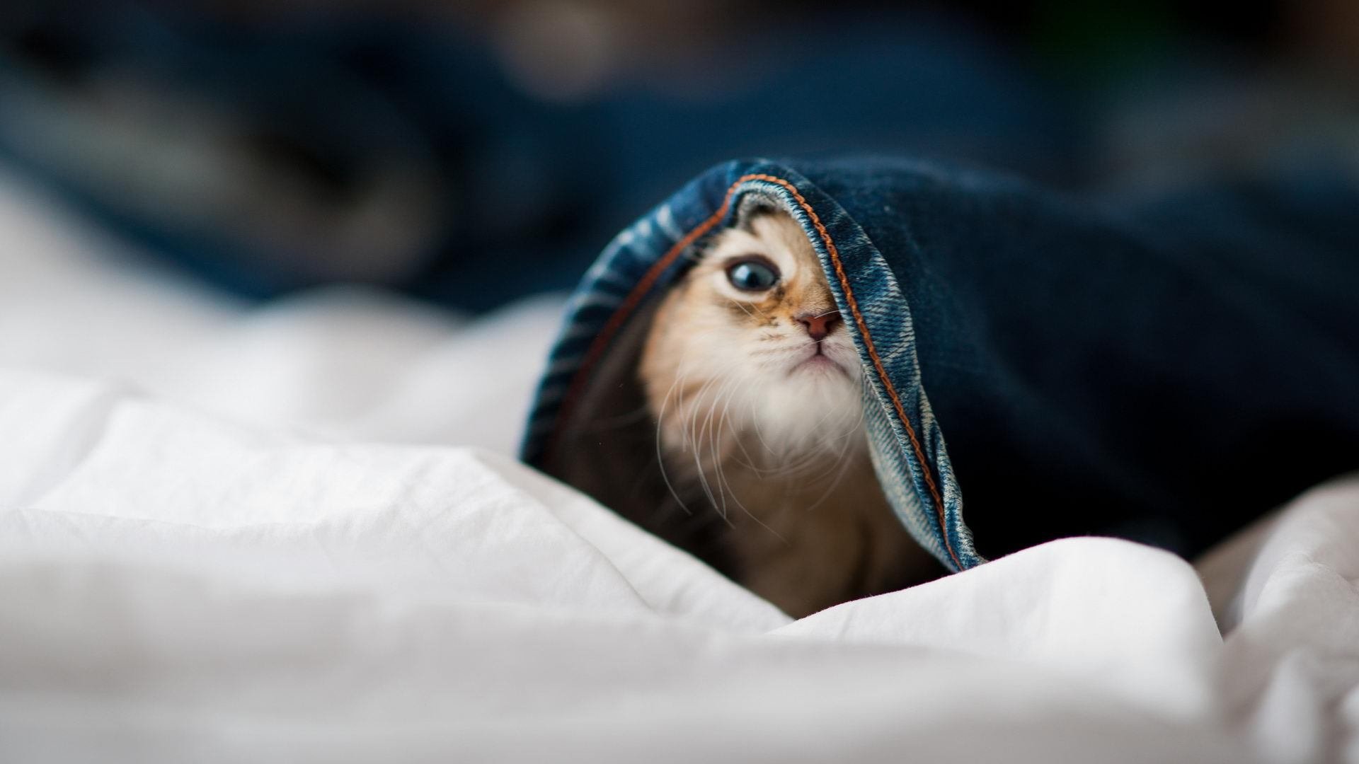 五大联赛至中层球队如何通过定位球机会差距缩窄，五大联赛的球场一样大吗