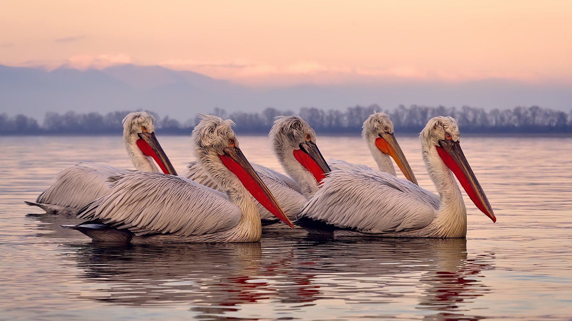 北京鸭通过调整轮换激发替补阵容潜力，北京鸭是什么意思