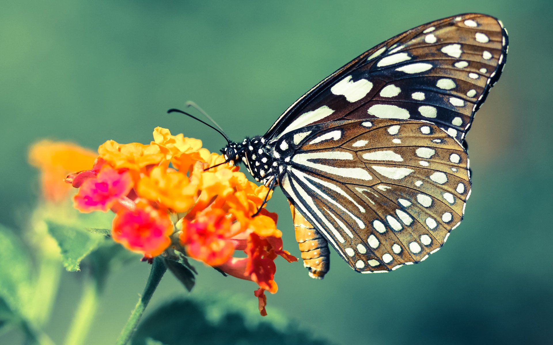 朗斯防守效率提升稳定拿下关键三分，朗斯产品介绍