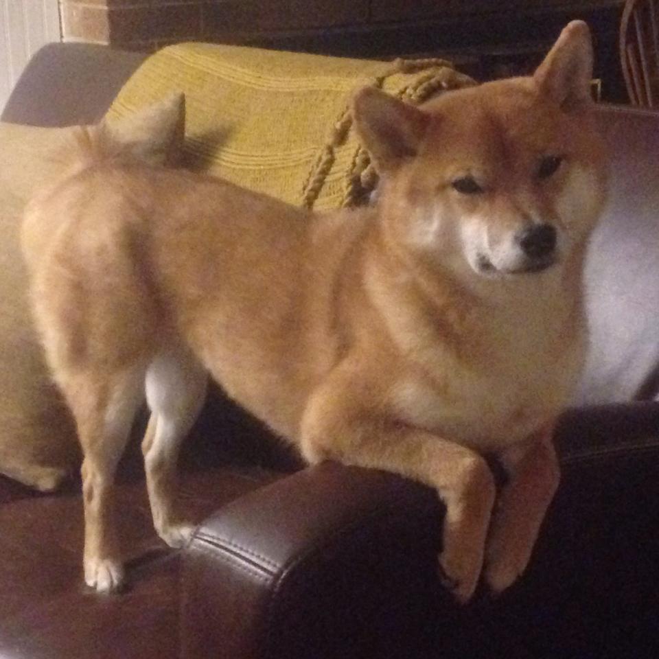 缺阵关键比赛的球星有哪些，缺阵是什么意思