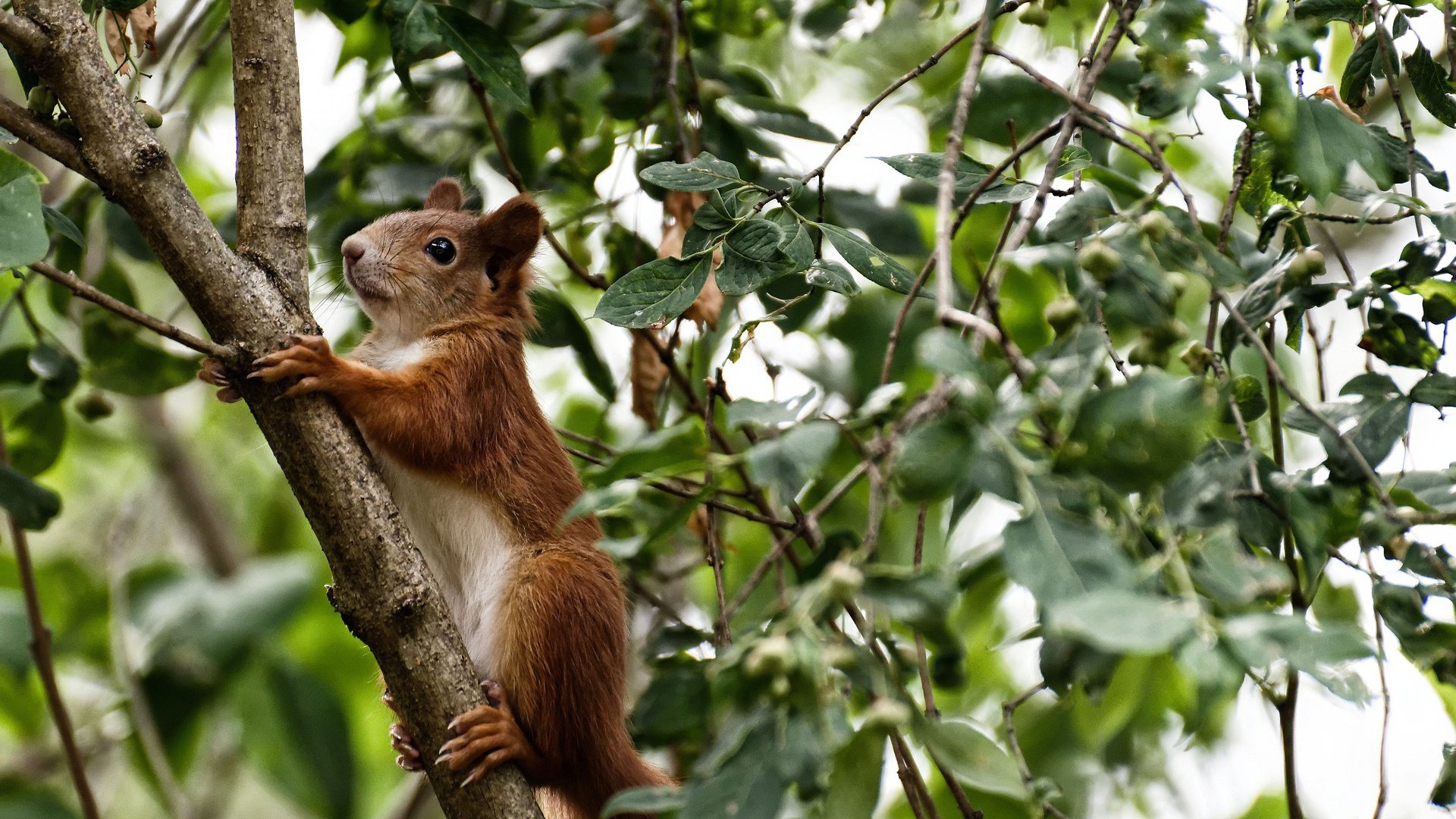 山东泰山迎来挑战中超联赛，中超山东泰山首发