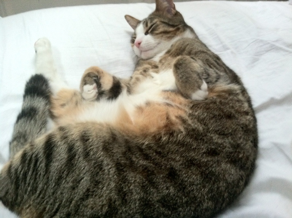 爱游戏体育app-林丹签约品牌助力青少年羽球普及，林丹羽毛球什么级别