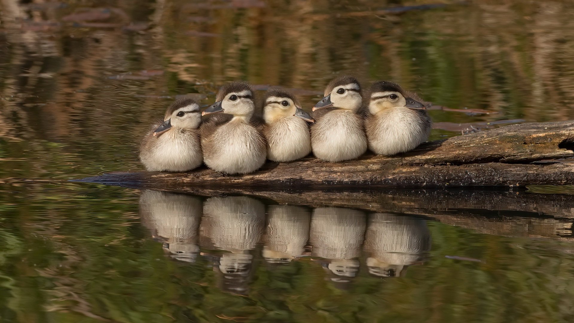 AYXSPORTSAPP-澳大利亚袋鼠队的身体对抗强度成其比赛亮点，袋鼠澳大利亚度百科