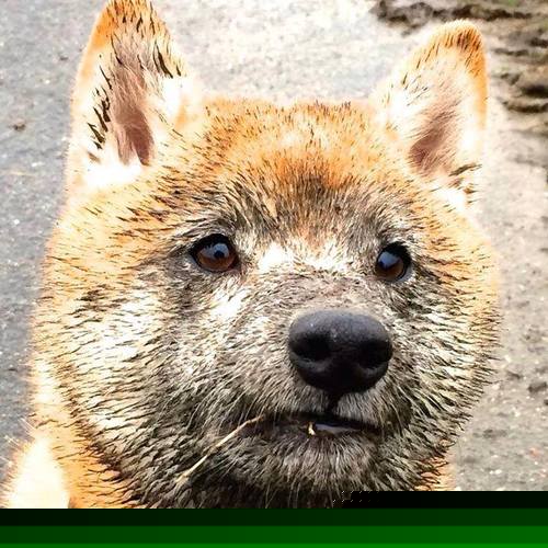 湖人才华少年新秀首秀登场,湖人2020年选哪位新秀